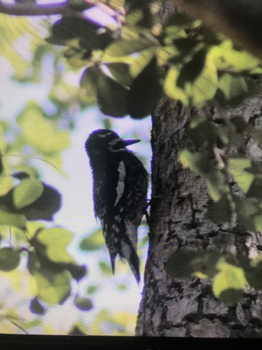 Yellow-bellied Sapsucker - ML647296618