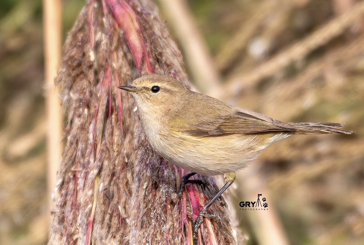 Common Chiffchaff - ML647296637
