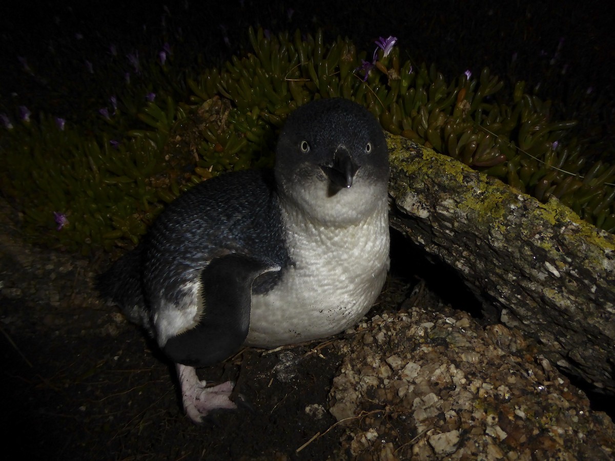 Малый пингвин - ML647296647