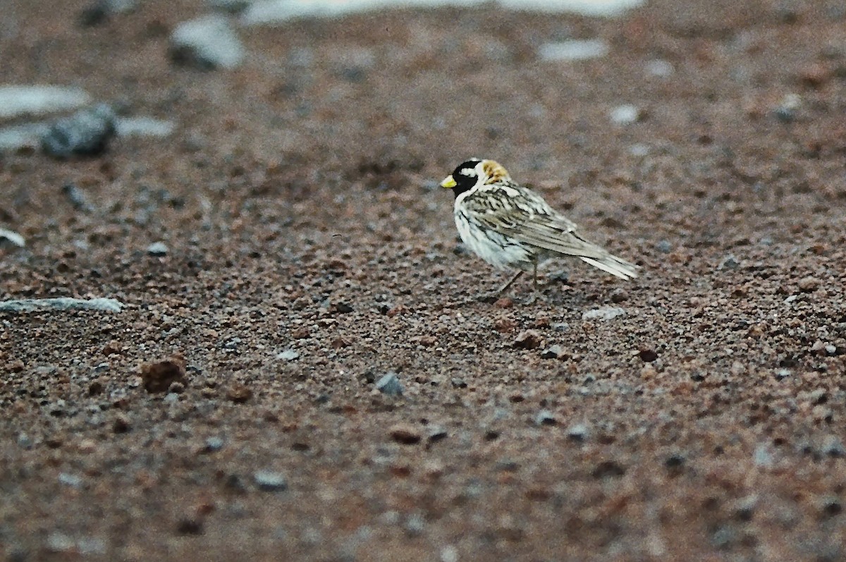 Подорожник лапландський - ML647296651