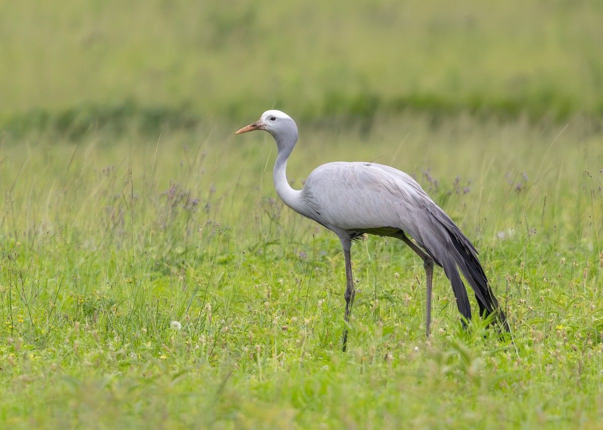 Blue Crane - ML647296672