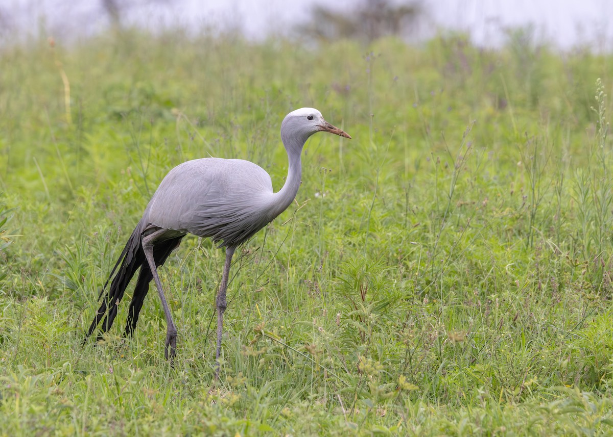 Чёрный погоныш - ML647296674