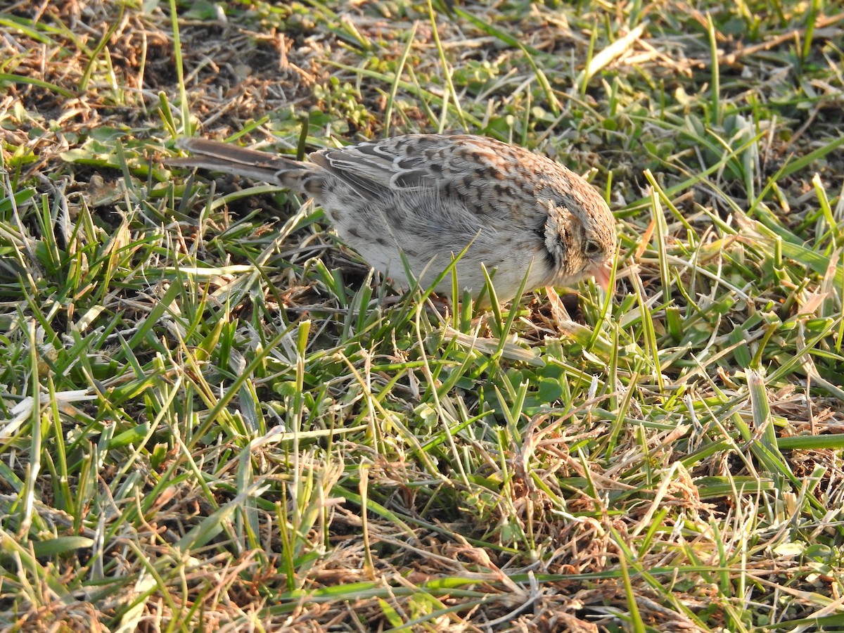 Cassin Serçesi - ML647296700