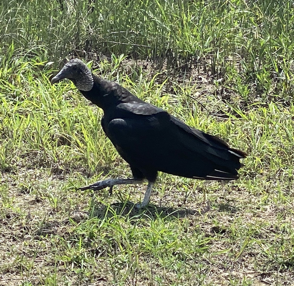 Black Vulture - ML647296703