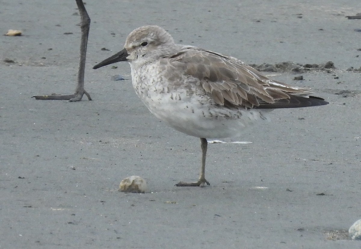 Bécasseau maubèche - ML647296706