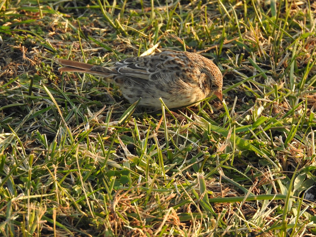 Cassin Serçesi - ML647296707