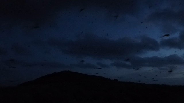 יסעור קצר-זנב - ML647296709