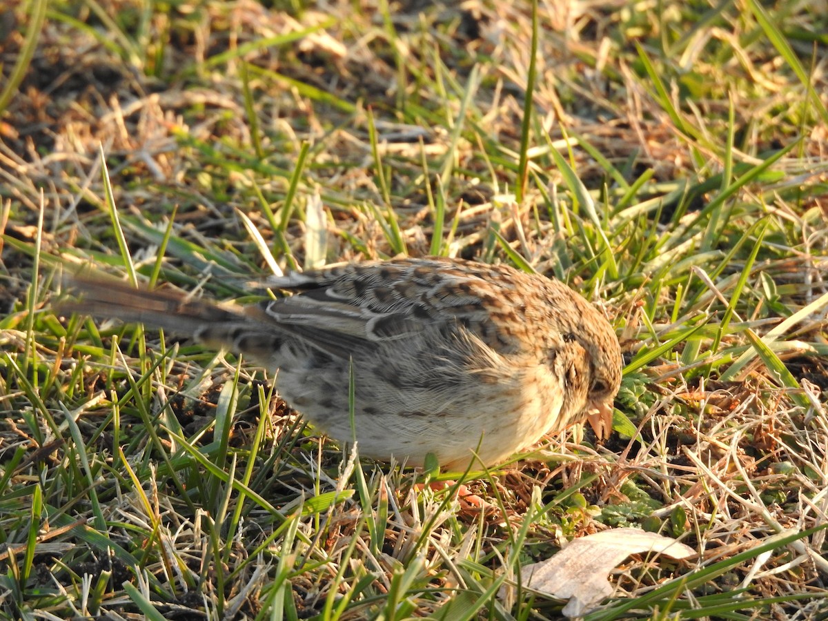 Cassin Serçesi - ML647296712