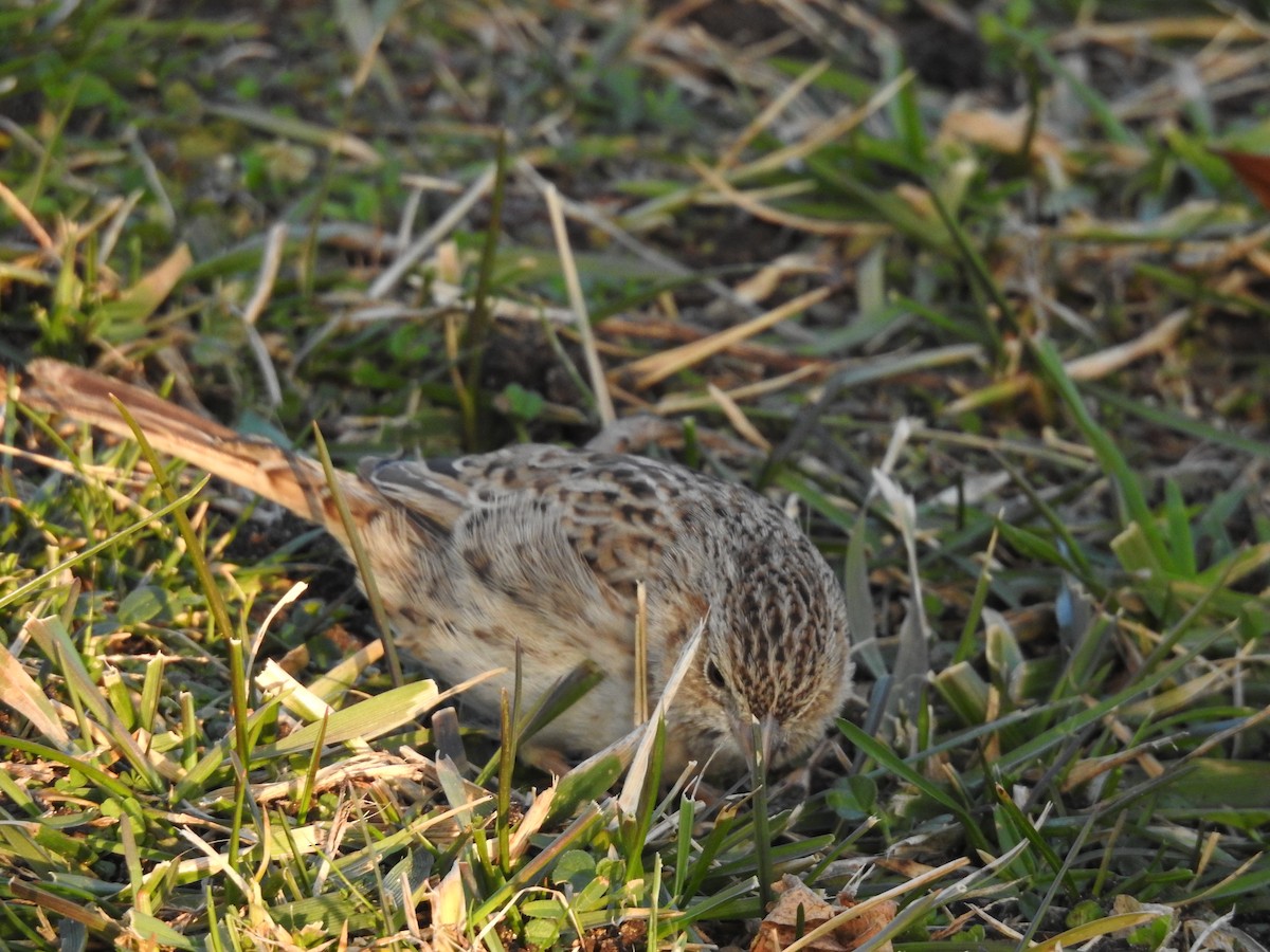 Cassin Serçesi - ML647296721