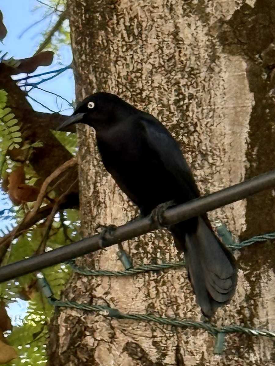 Greater Antillean Grackle - ML647296724