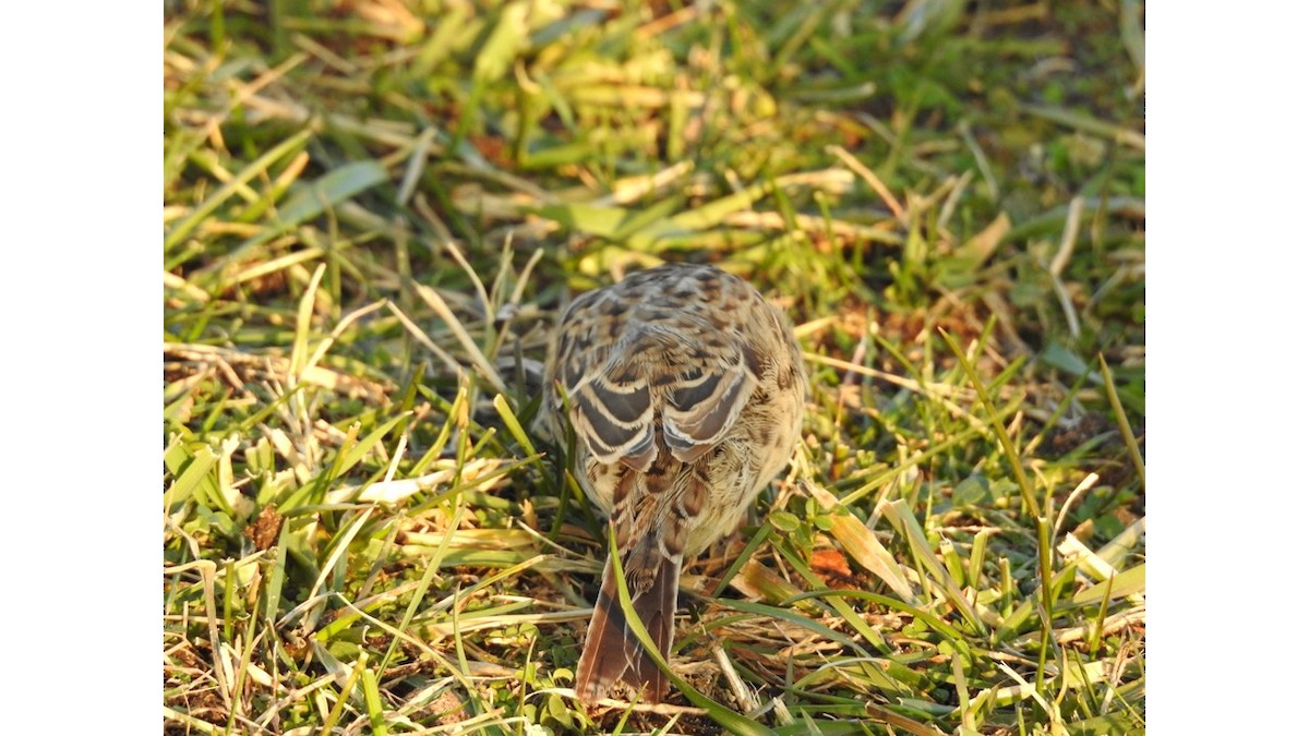 Cassin Serçesi - ML647296731