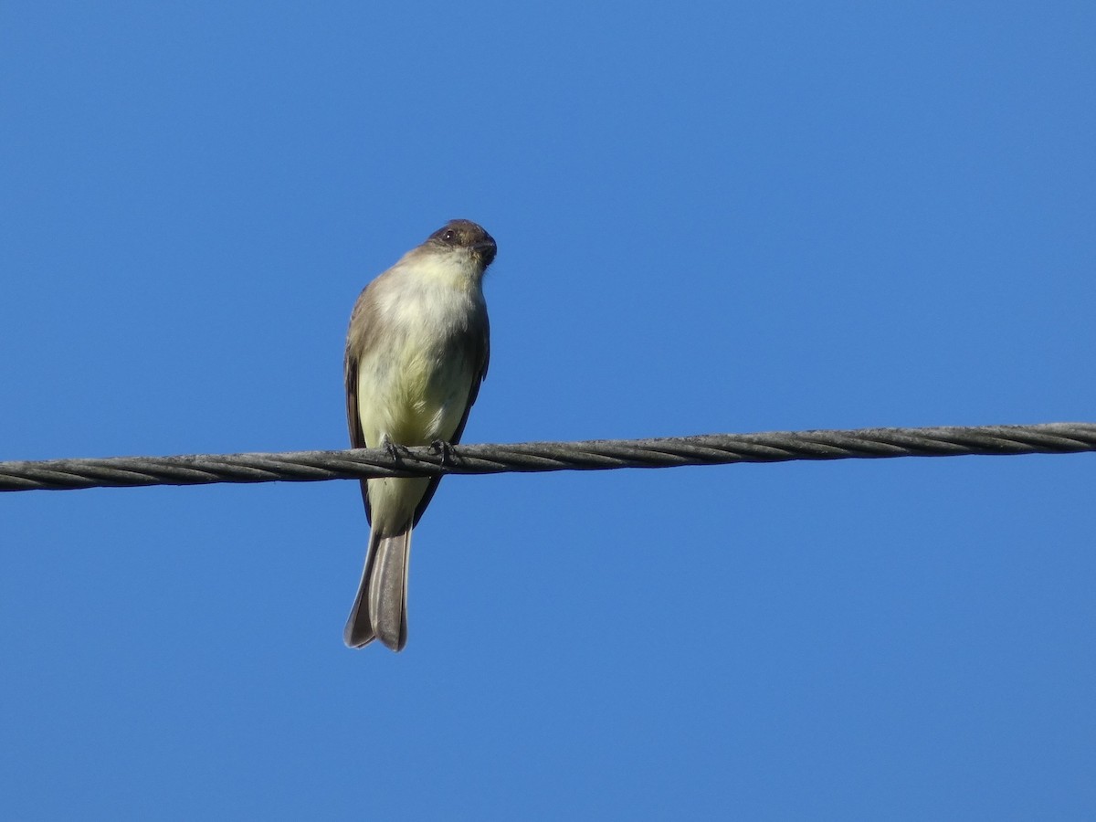 Eastern Phoebe - ML647296738