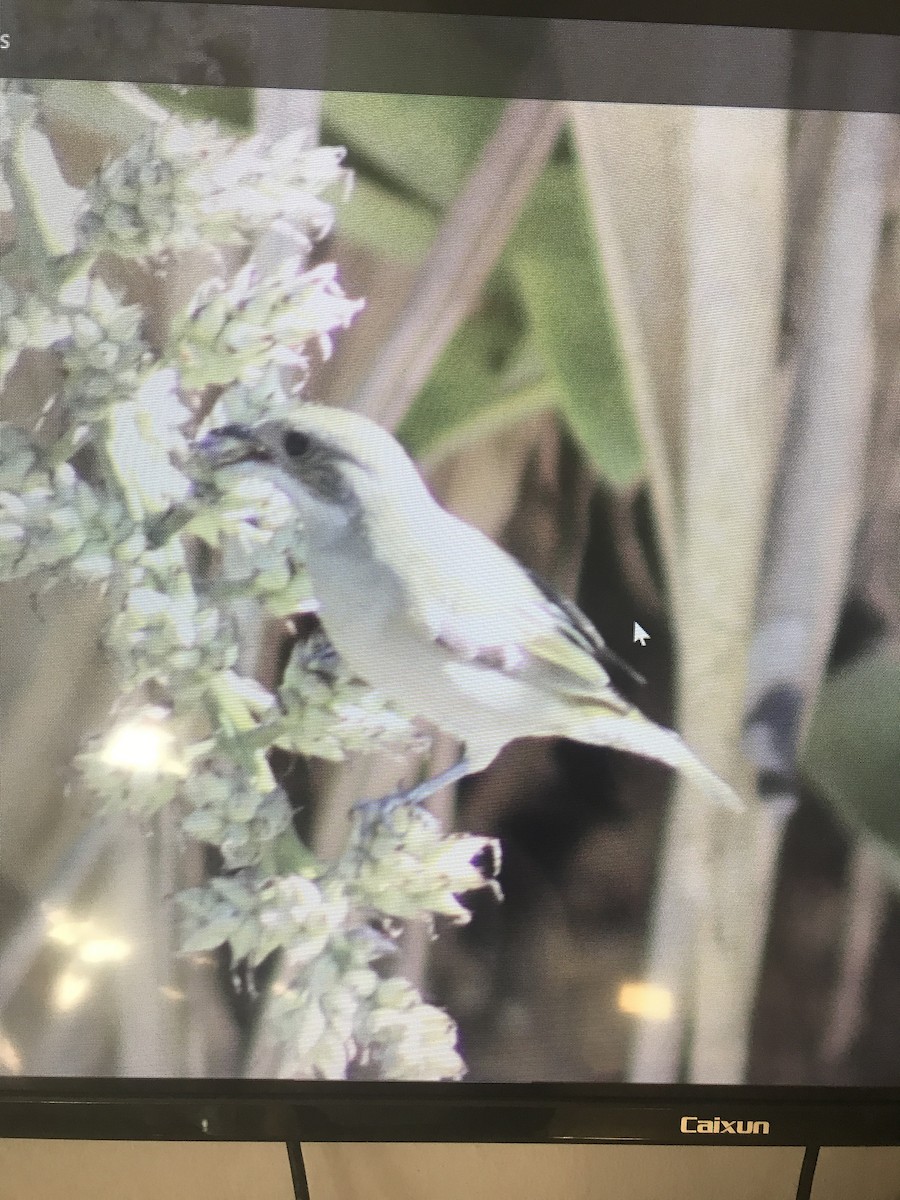 Кубинский виреон - ML647296739