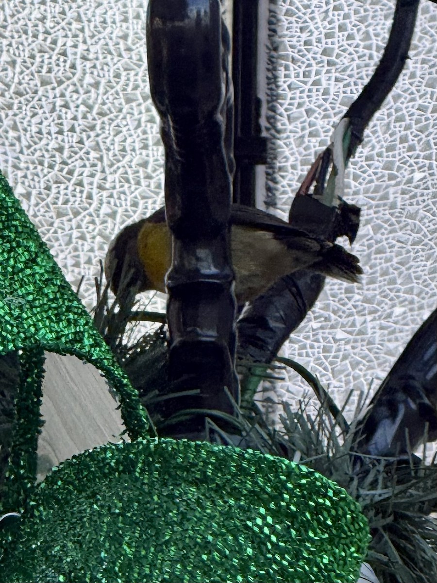 Bananaquit - ML647296742