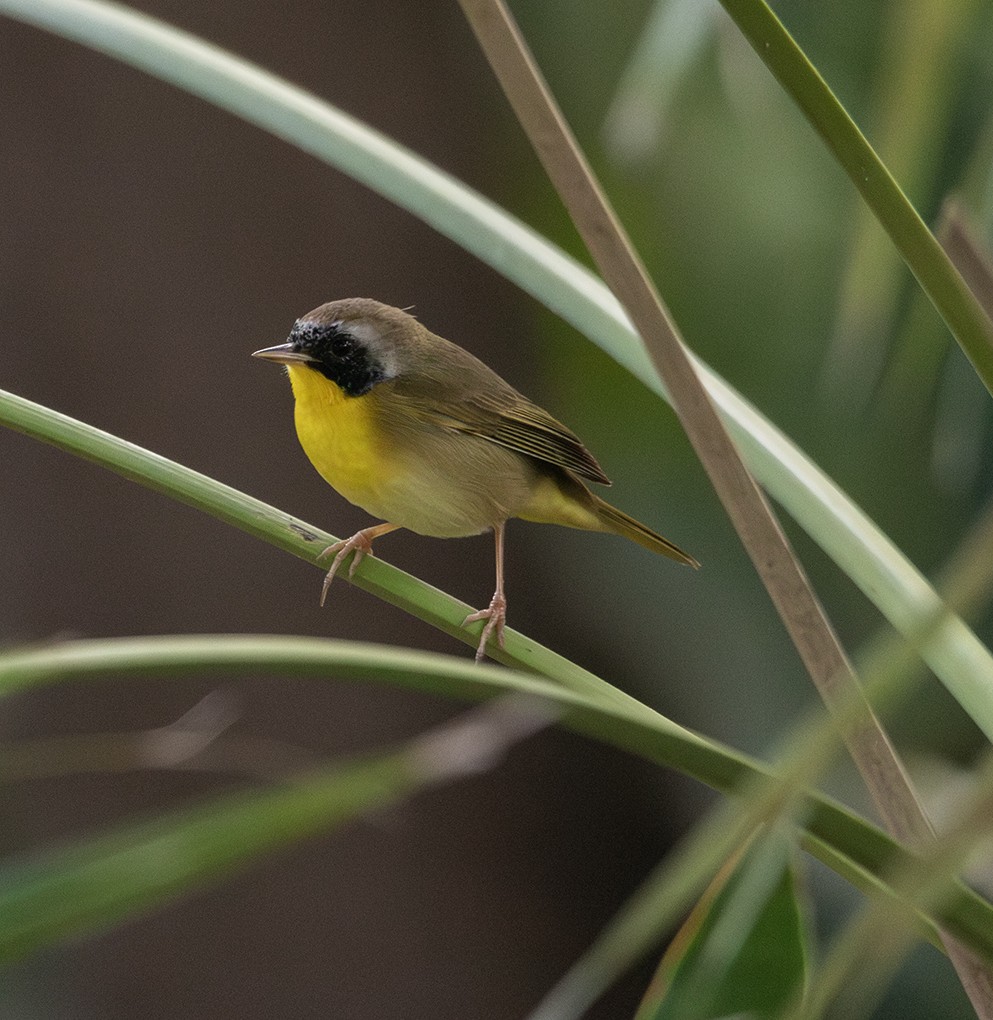 Common Yellowthroat - ML647296745