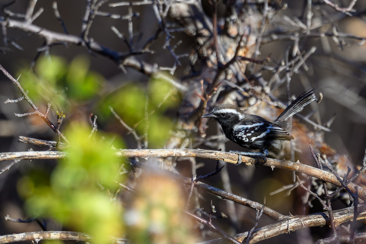 Black-bellied Antwren - ML647296762