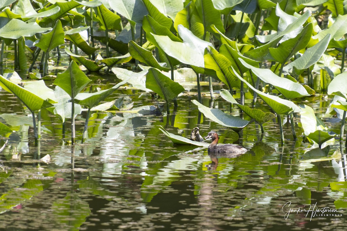 Пірникоза мала - ML647296770