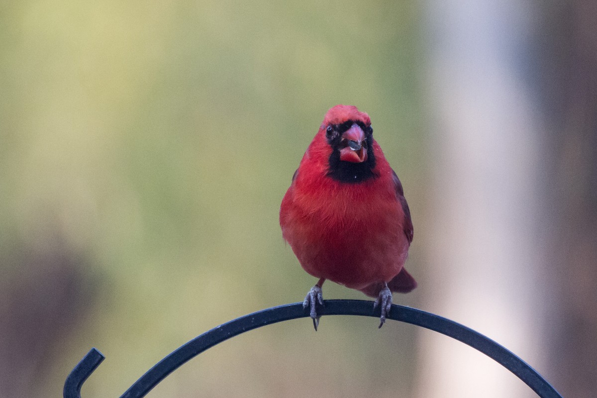 Красный кардинал - ML647296784