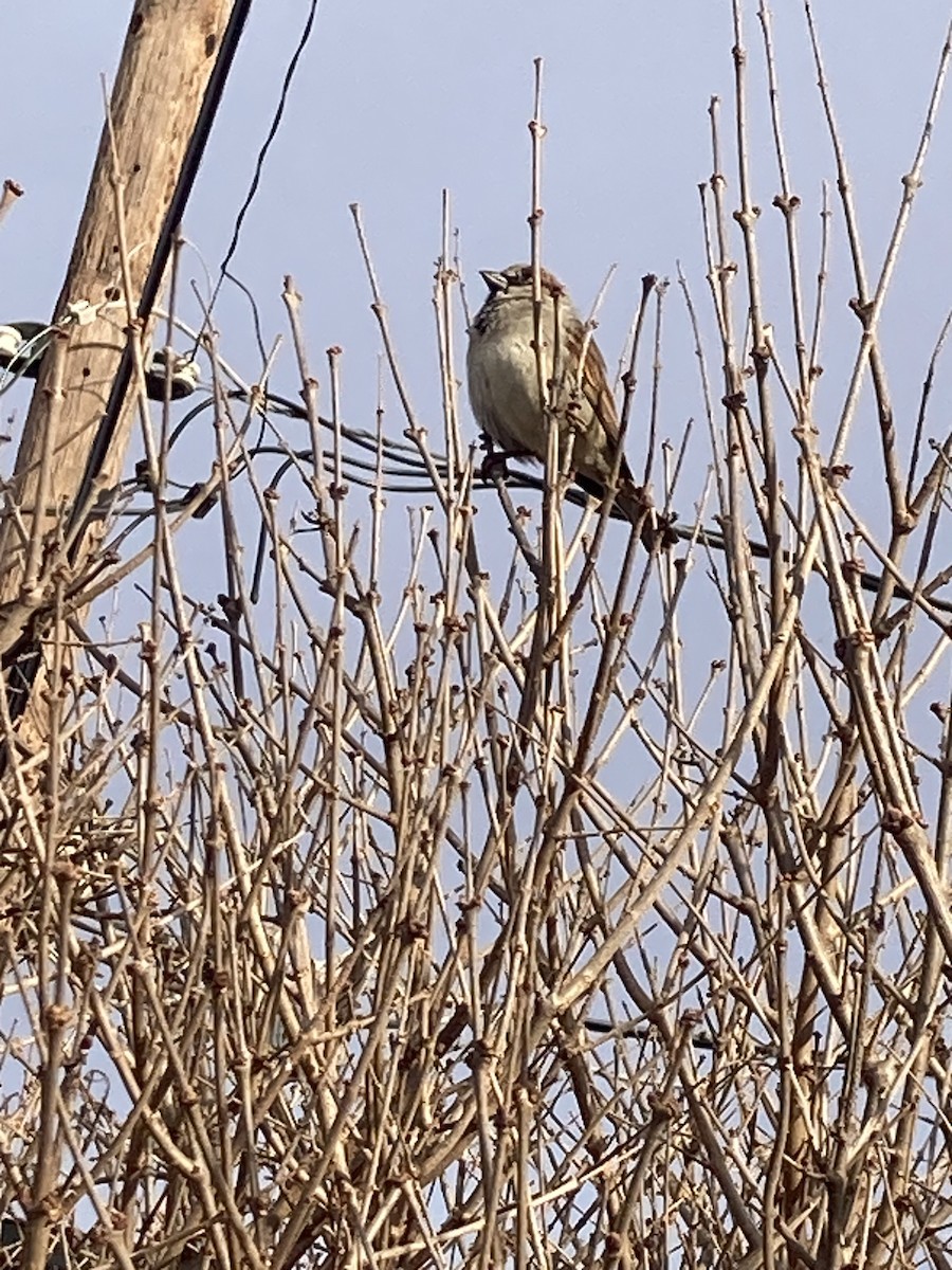 Домовый воробей - ML647296786