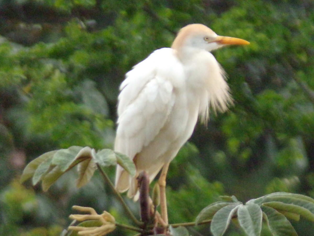 Египетская цапля - ML647296787