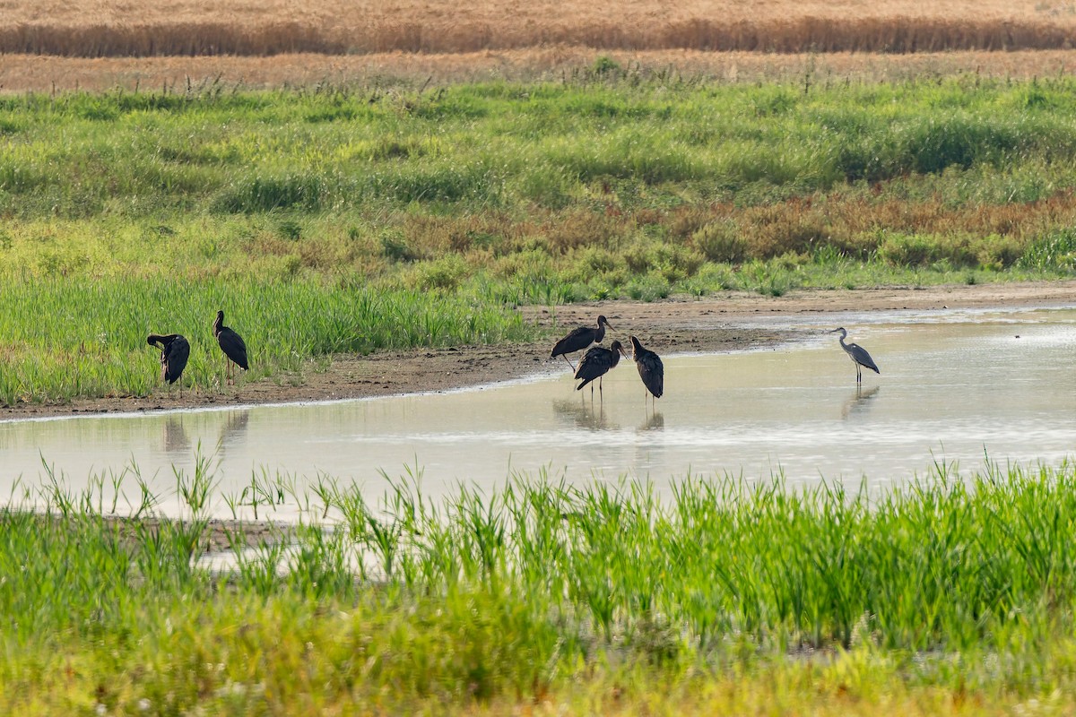 Чёрный аист - ML647296790