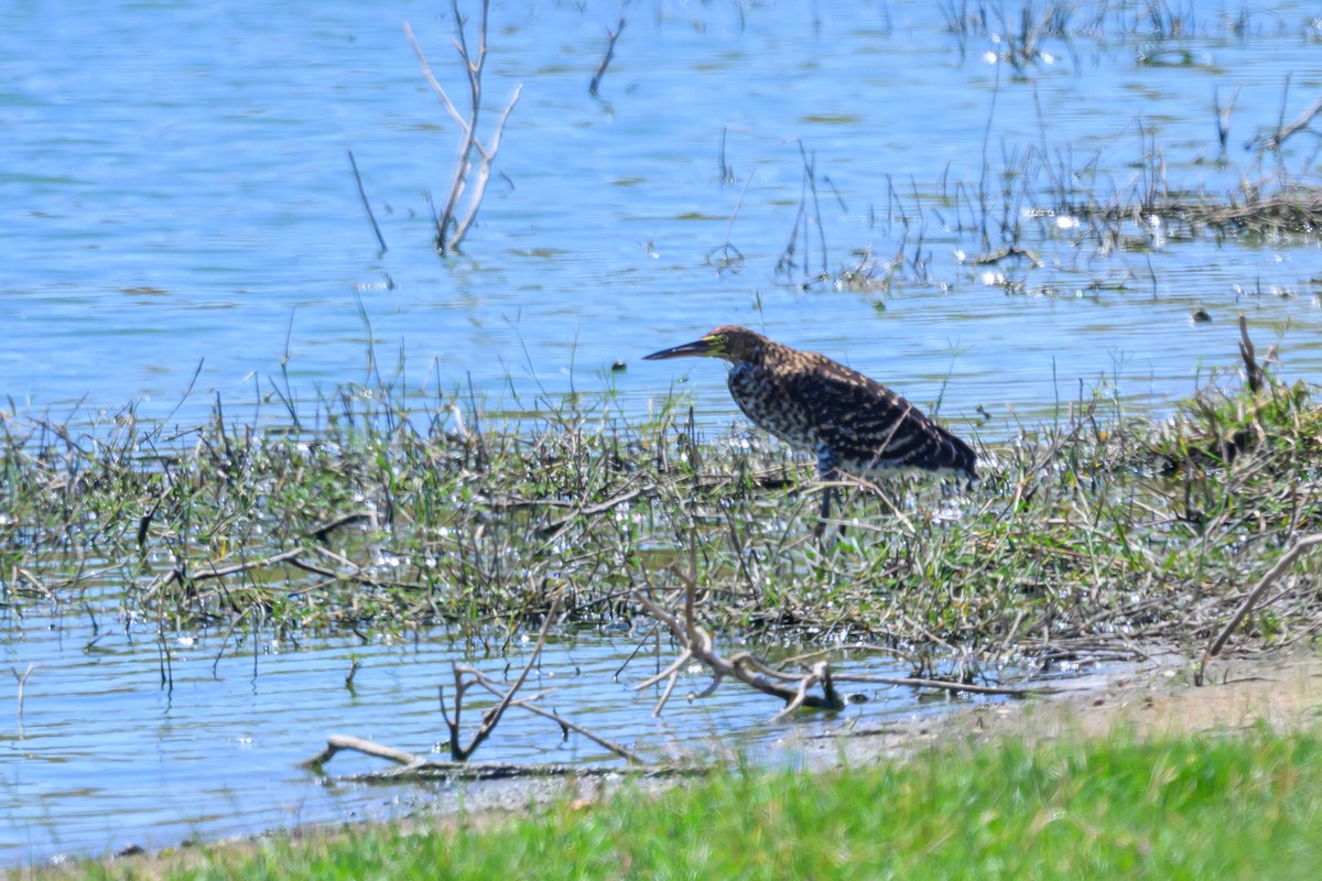 Мраморная тигровая выпь - ML647296795
