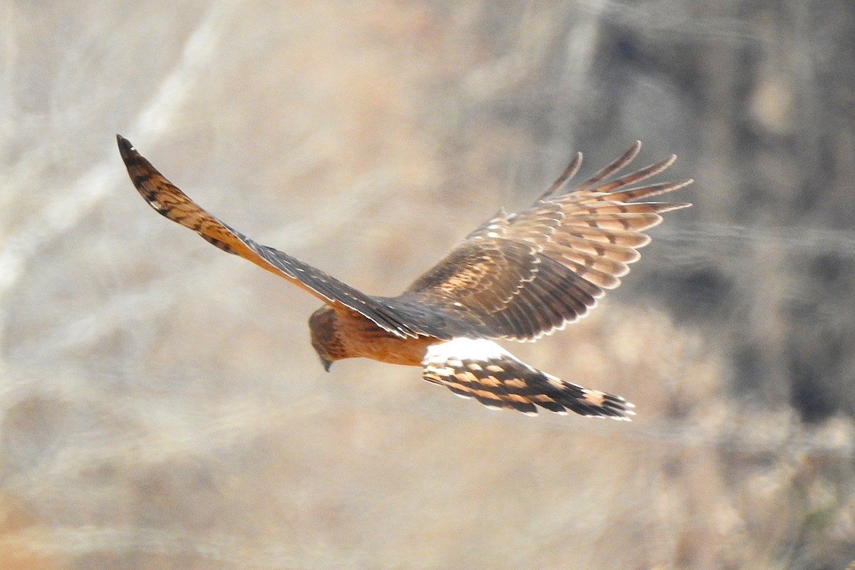 Американский лунь - ML647296796