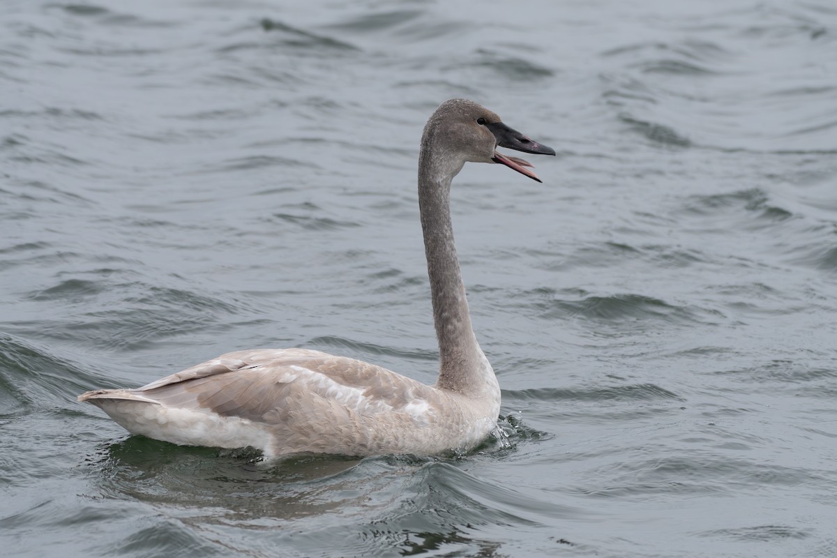 Лебедь-трубач - ML647296798