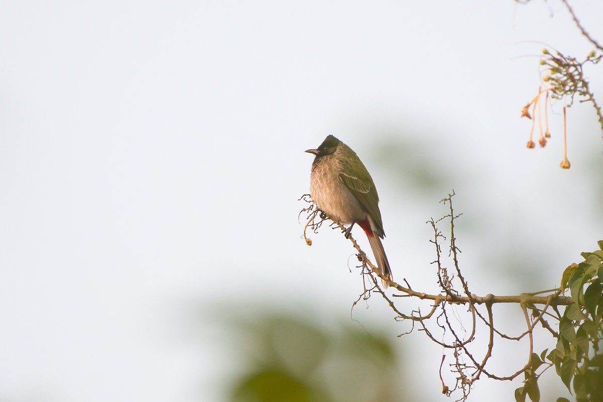 Красногузый бюльбюль - ML647296799