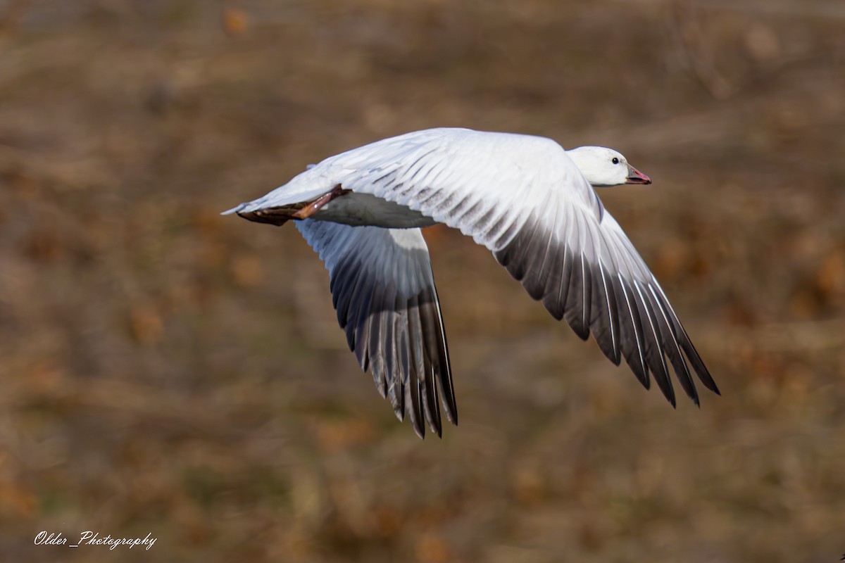 husa bělostná - ML647296800