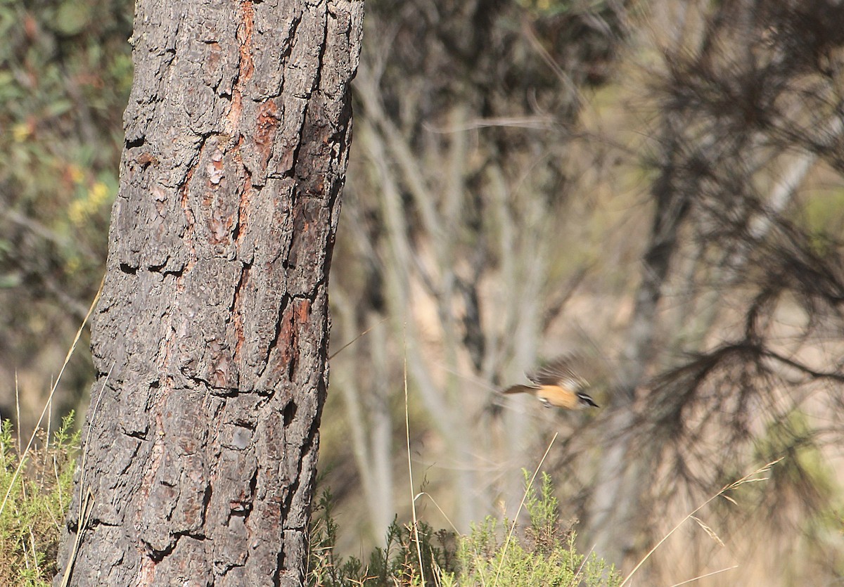 Скальная тираннита - ML647296801