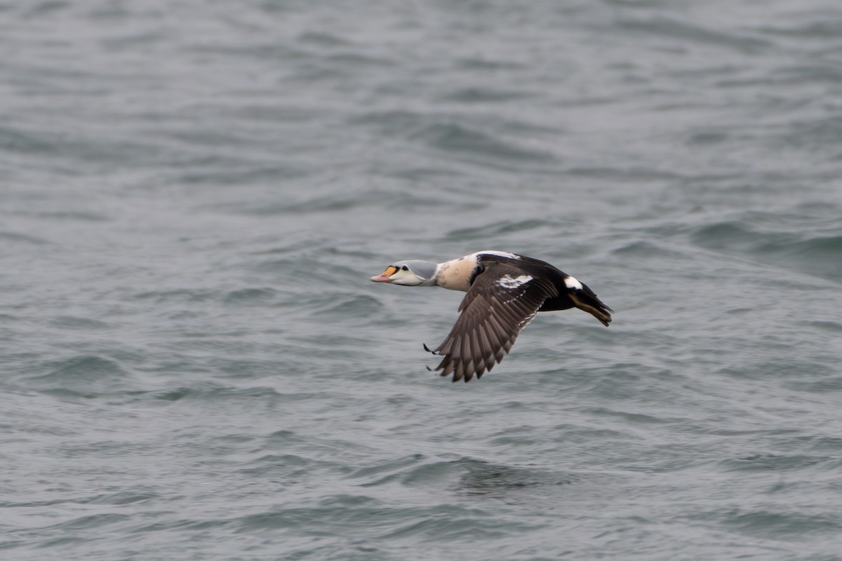 Гага-гребенушка - ML647296803