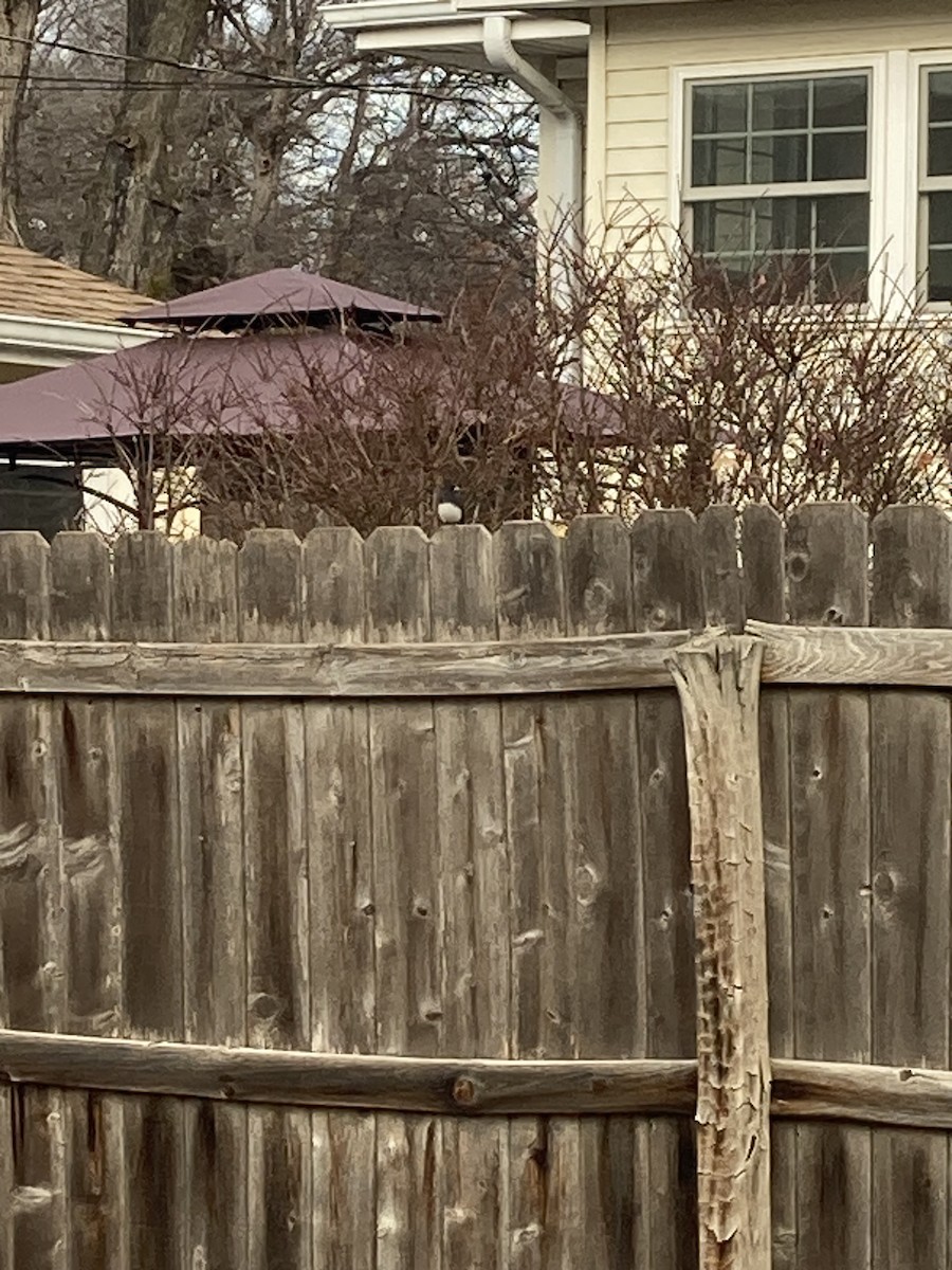 Серый юнко (Серый) - ML647296809