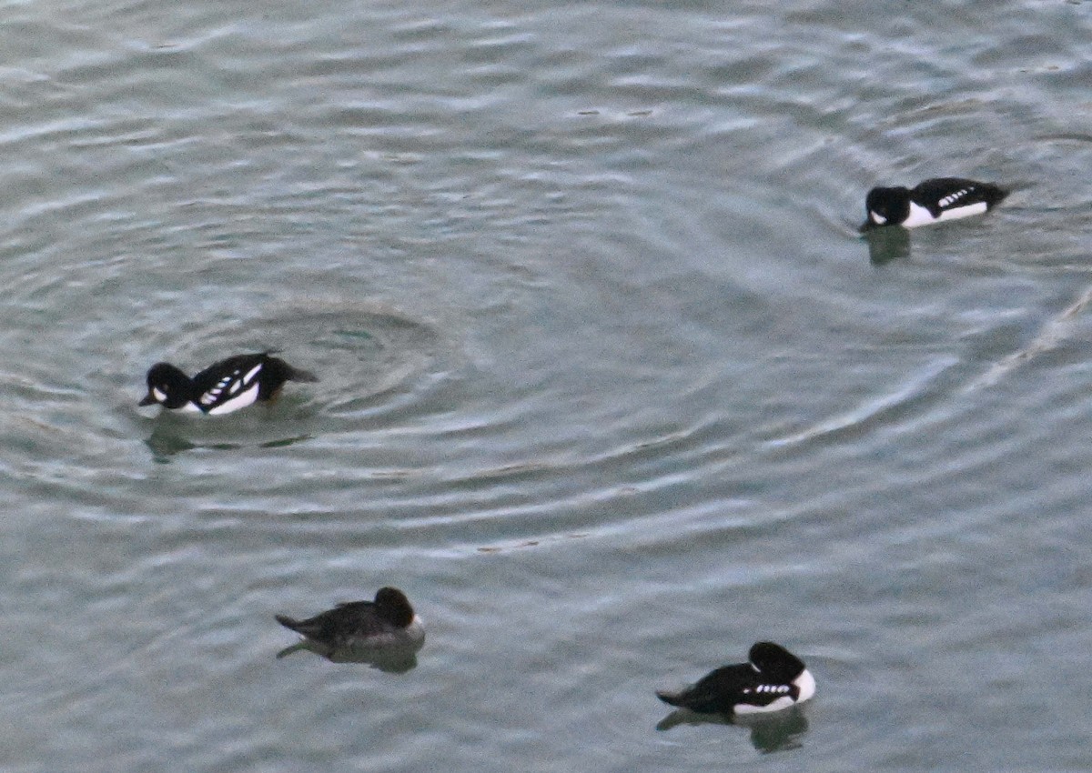 Исландский гоголь - ML647296810