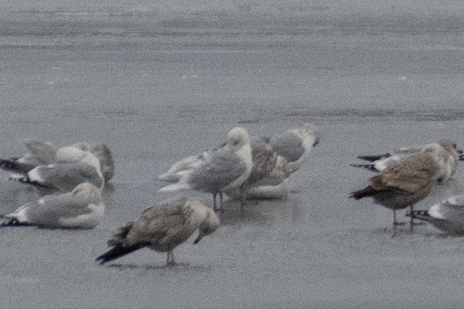 Полярная чайка - ML647296811