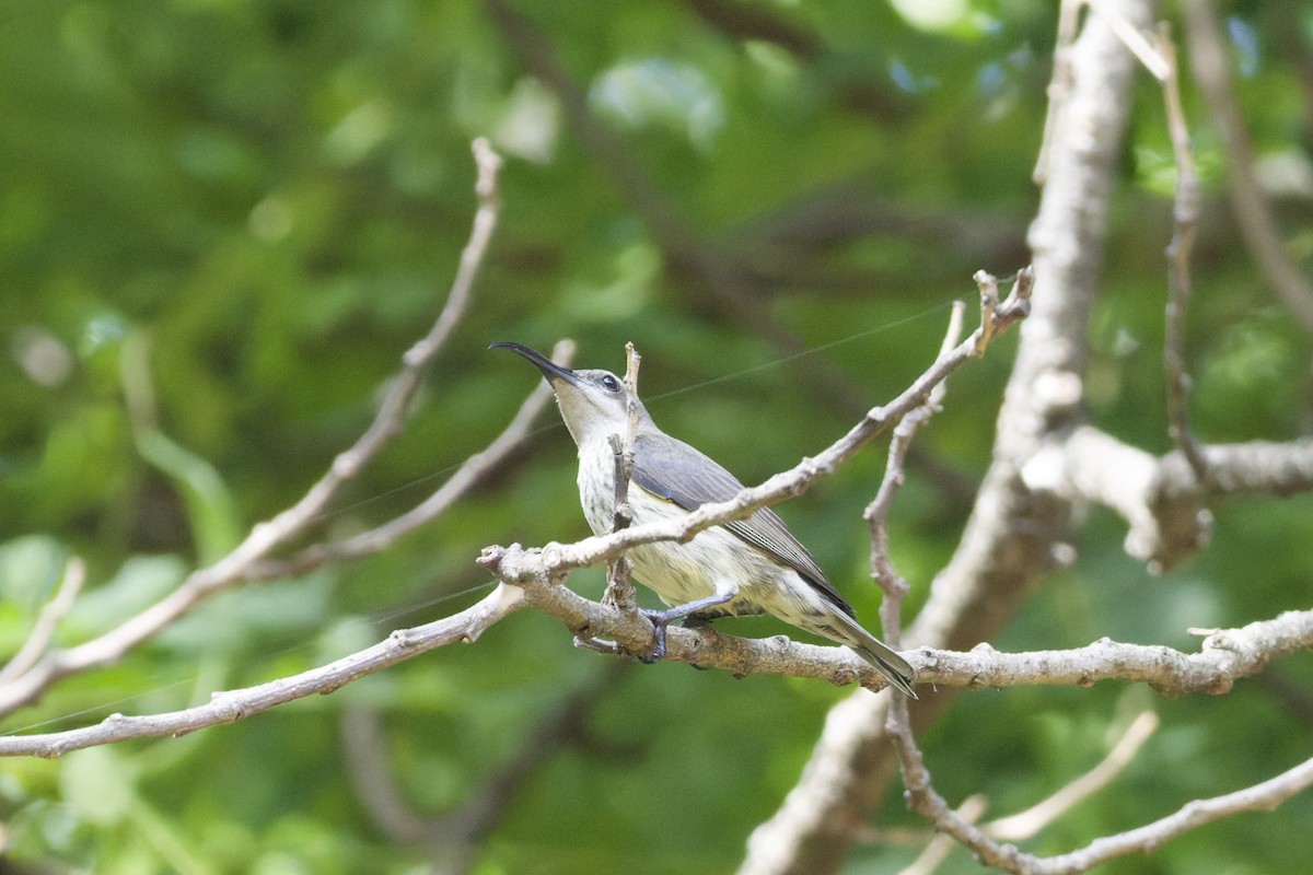 Нефритовая нектарница - ML647296812