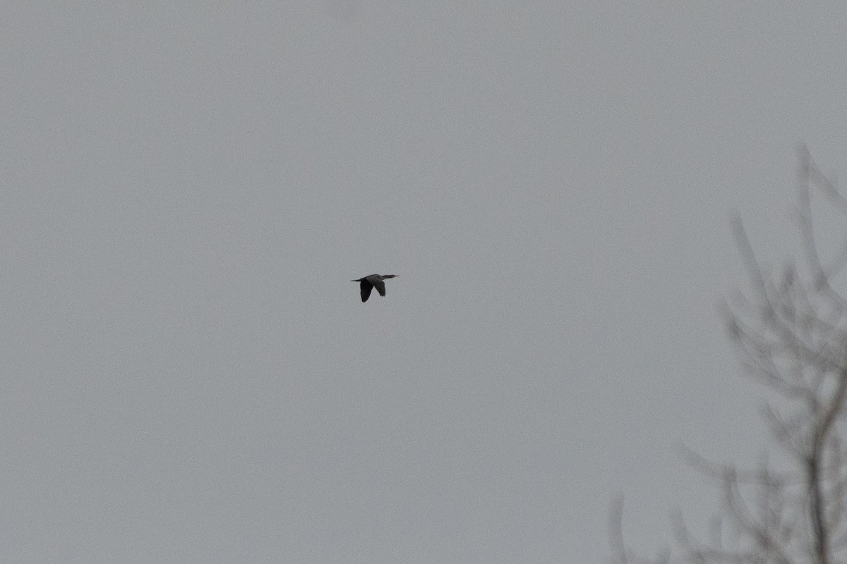 Ушастый баклан - ML647296814