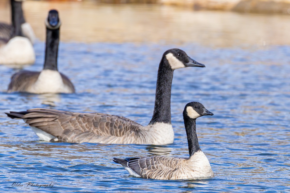 berneška malá - ML647296815