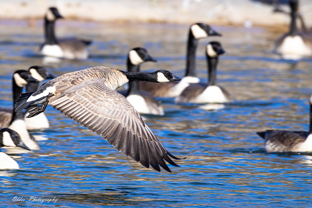 berneška malá - ML647296816