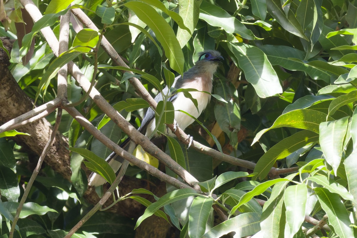 Хохлатая тивука - ML647296817