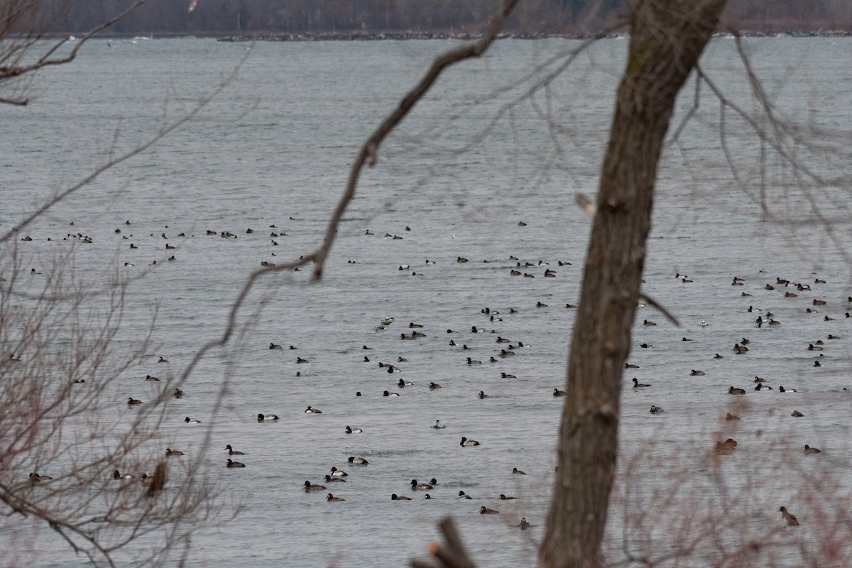 Морская чернеть - ML647296818