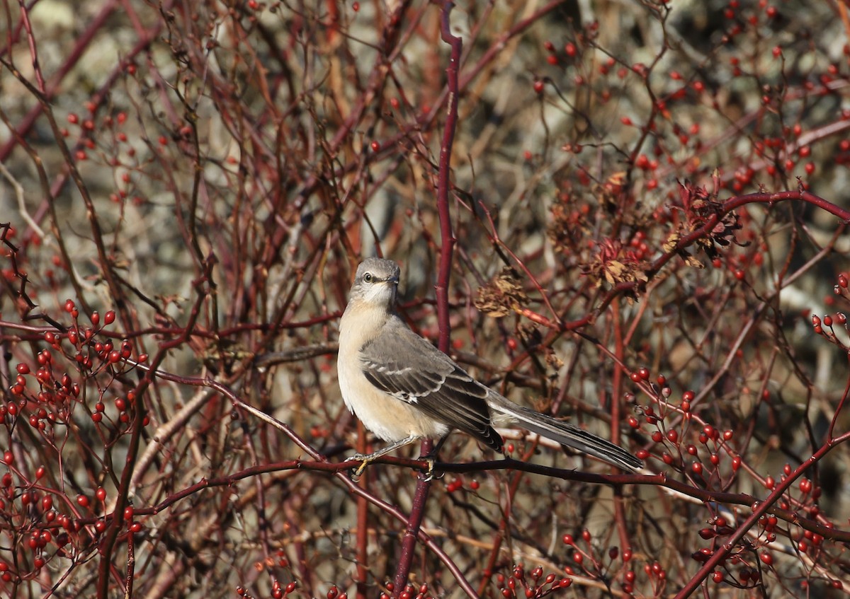 Многоголосый пересмешник - ML647296819