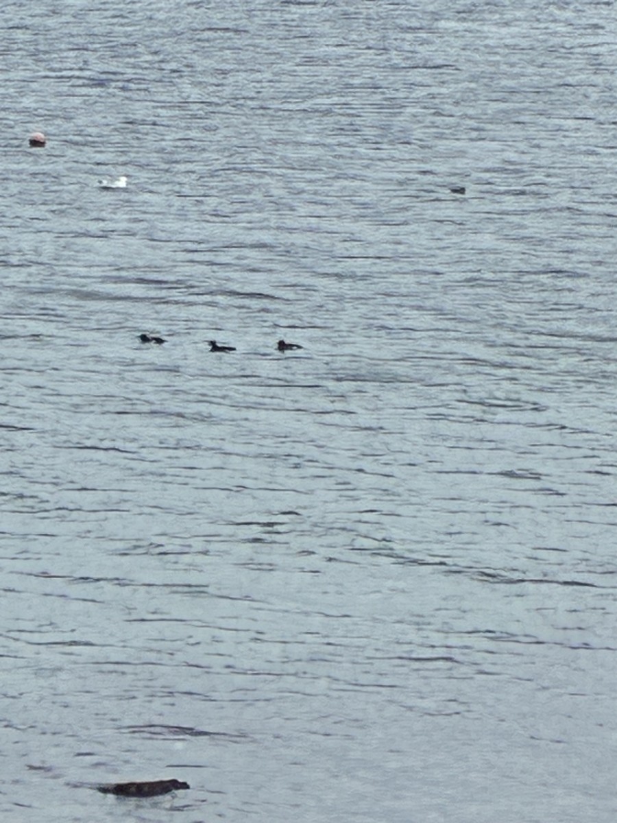 Белокрылый турпан - ML647296821