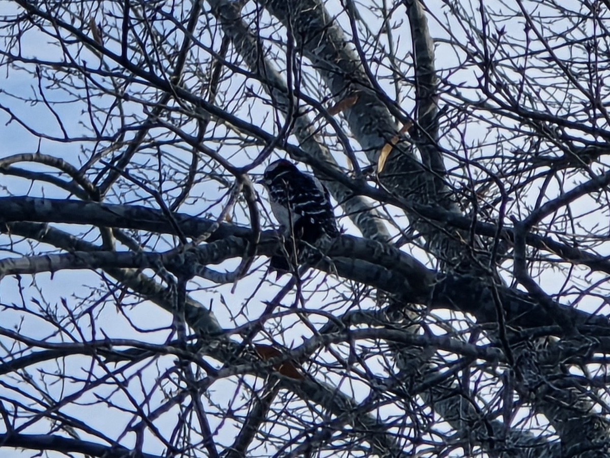 Пушистый дятел - ML647296824