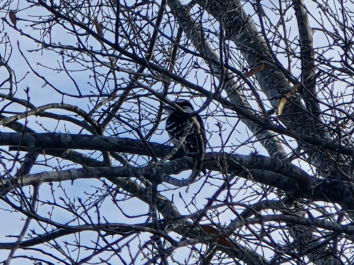 Пушистый дятел - ML647296825