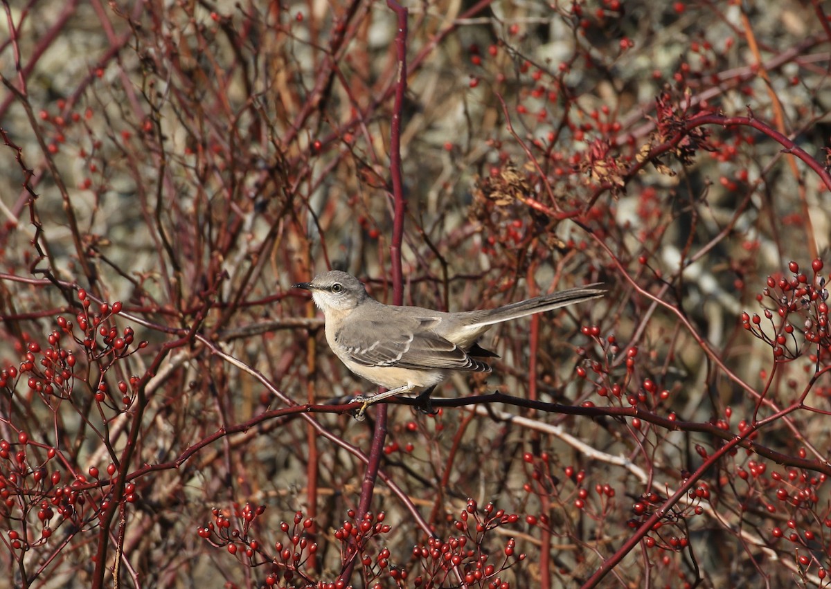 Многоголосый пересмешник - ML647296828