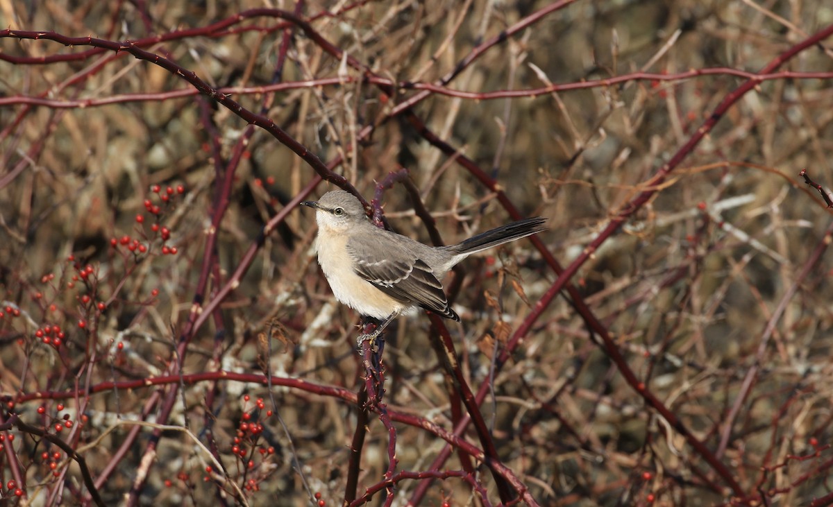 Kuzeyli Taklitçi - ML647296830