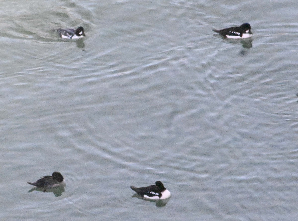 Исландский гоголь - ML647296837