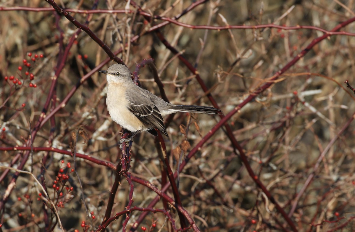 Kuzeyli Taklitçi - ML647296840