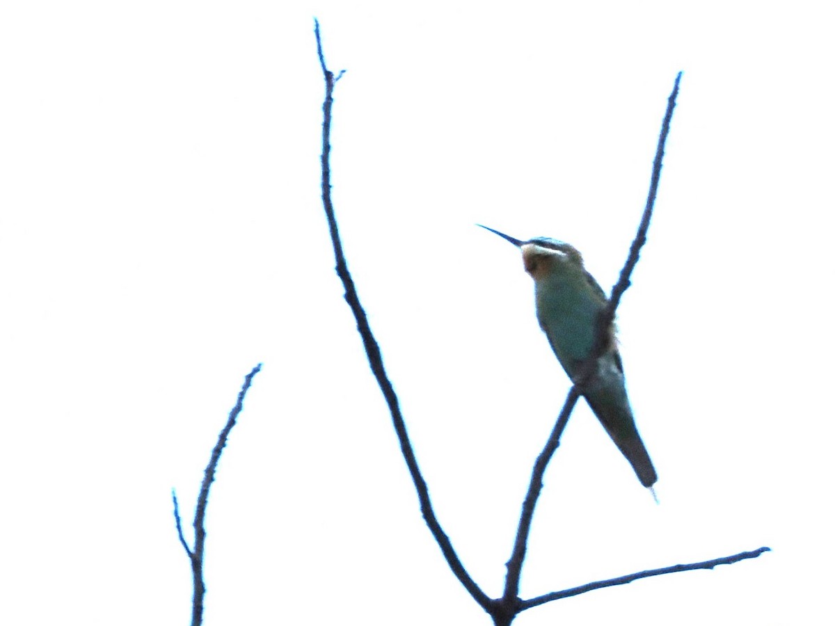 Зелёная щурка - ML647296852